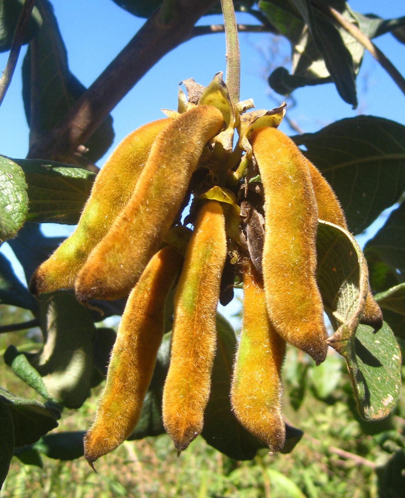 Velvet bean (Mucuna pruriens) | Feedipedia