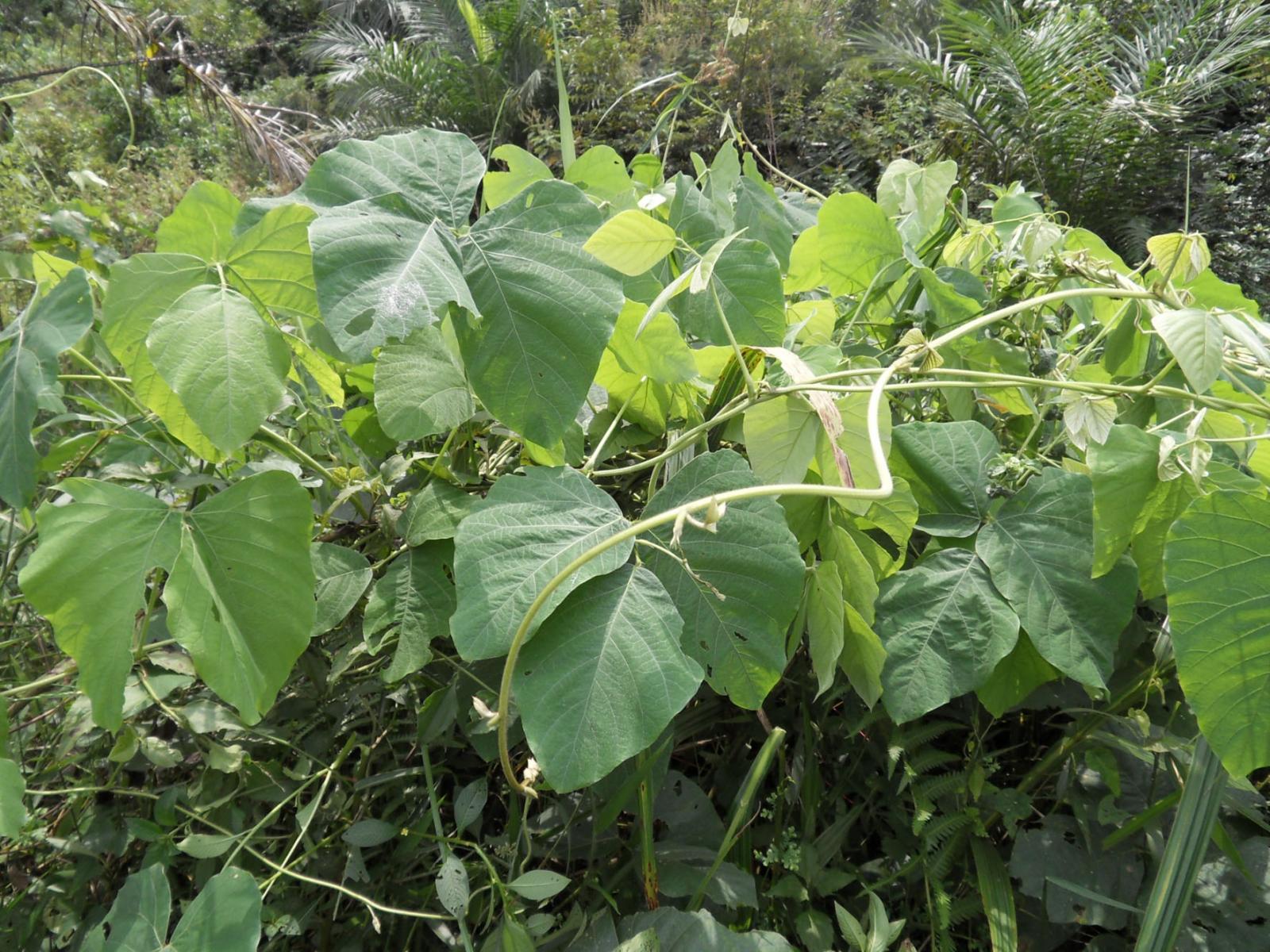 Pica-Pica or Velvetbean, MUCUNA PRURIENS