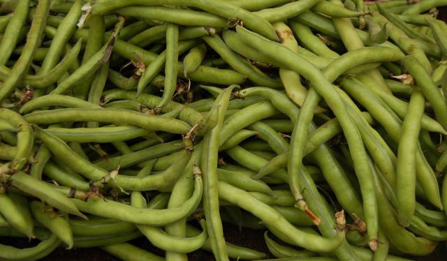 Faba bean pods (Vicia faba)