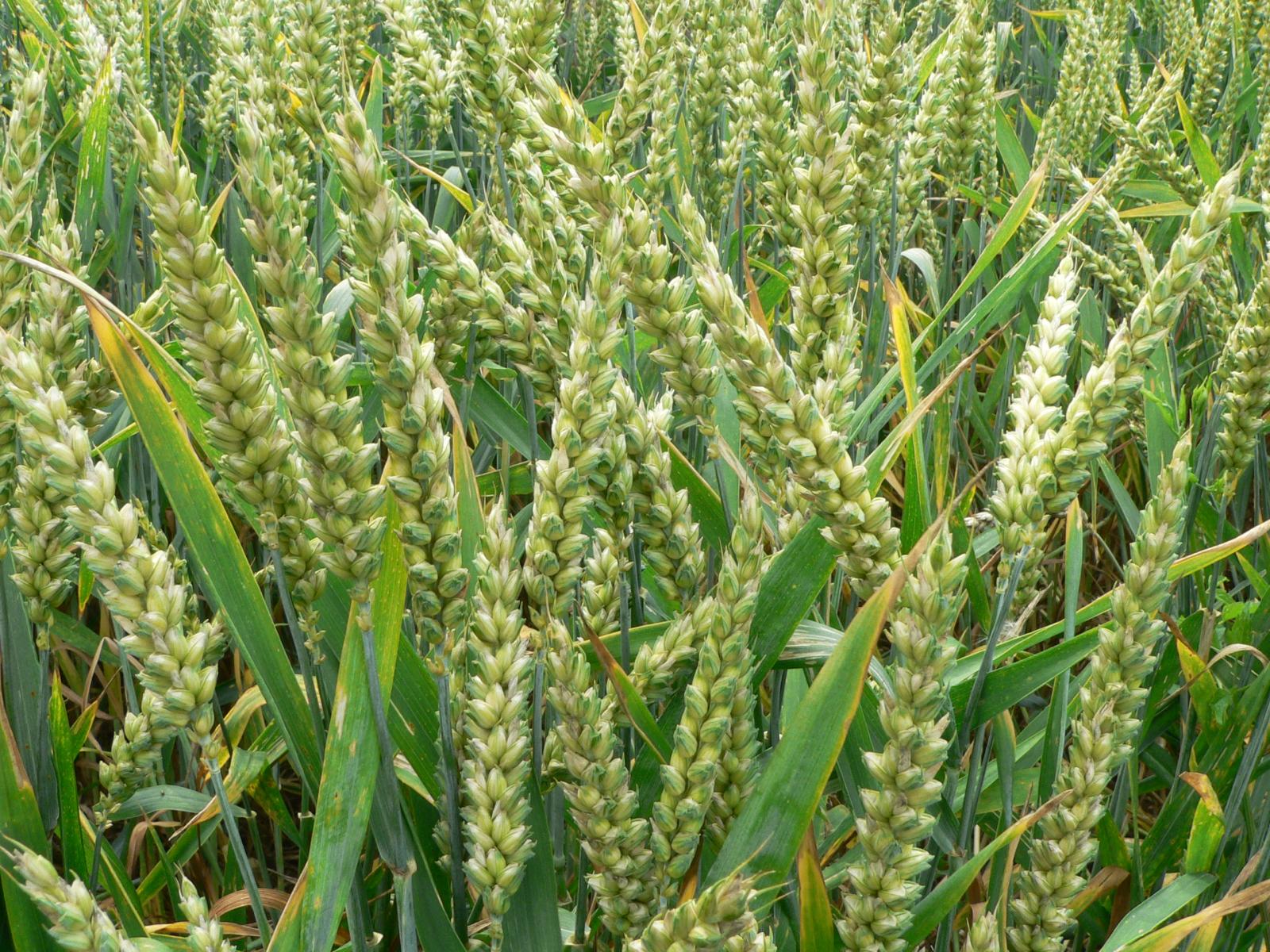 Wheat Feedipedia