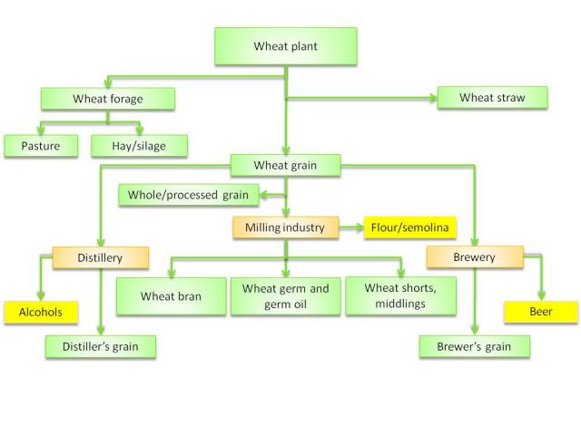 Wheat products | Feedipedia cattle digestive system diagram 