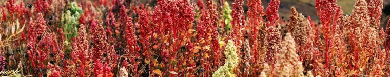 Quinoa (Chenopodium quinoa) panicle