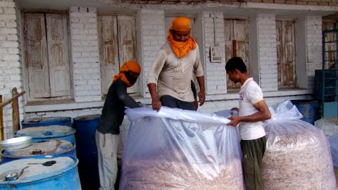 Fresh kinnow byproduct ensiled with wheat straw