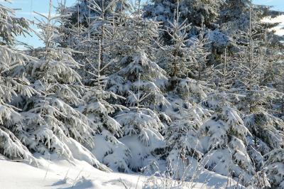 Christmas trees under the snow, Belgium (Photo credit: Aquilatin)