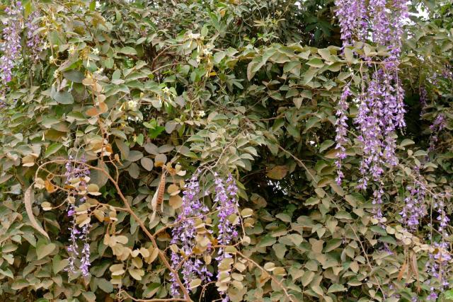 Cratylia (Cratylia argentea), habit, Brazil