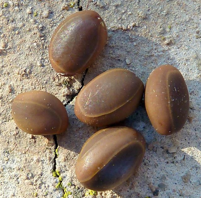 Huizache (Acacia farnesiana) seeds