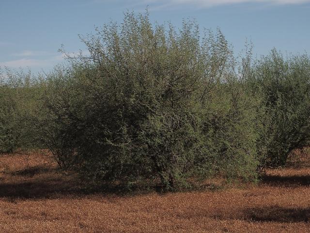 Huizache (Acacia farnesiana) habit