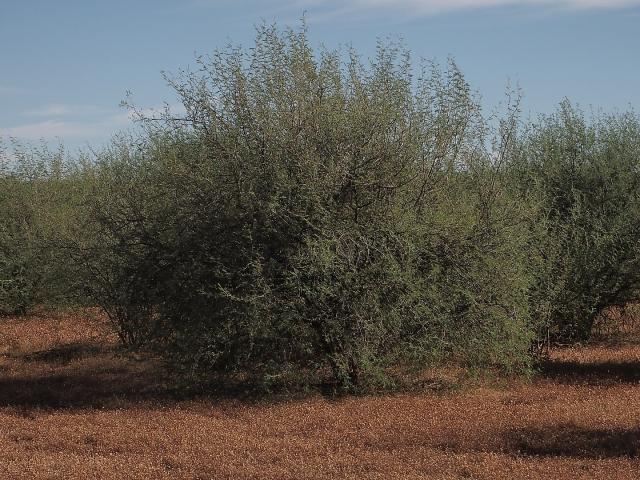 Huizache (Acacia farnesiana) habit