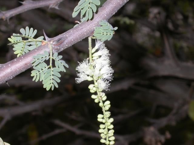 Black-hooked acacia (Acacia laeta) flower, hooked prickle and leaves