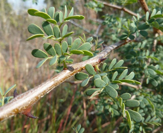 Black thorn (Acacia mellifera), branch, leaves and thorns, Pelindaba, South Africa
