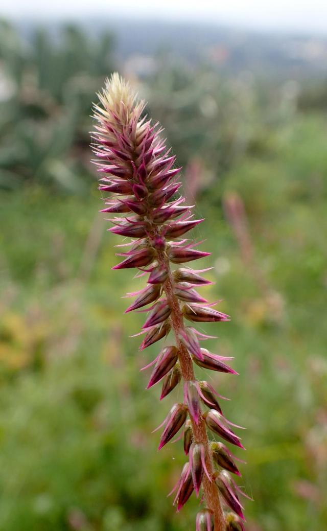 Achyranthes (Achyranthes aspera) inflorescence