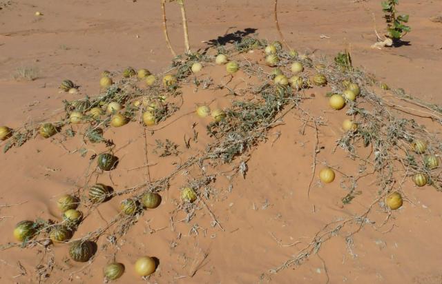 Colocynth (Citrullus colocynthis) habit in Adrar desert