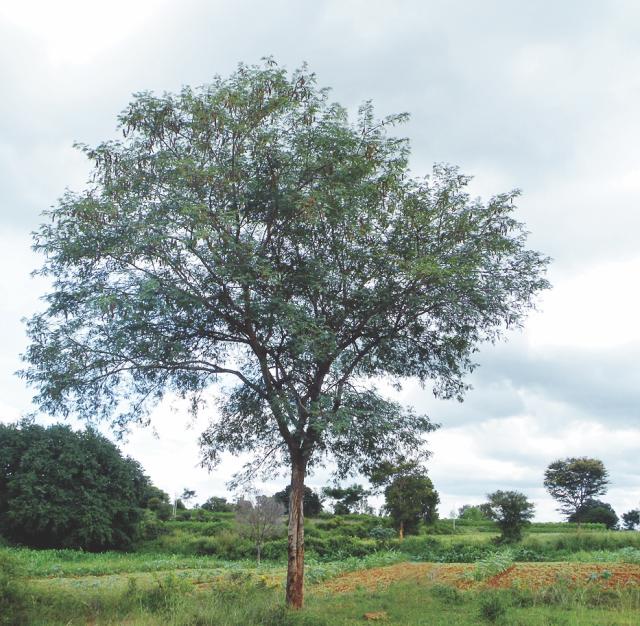 Albizia (Albizia amara) tree, India