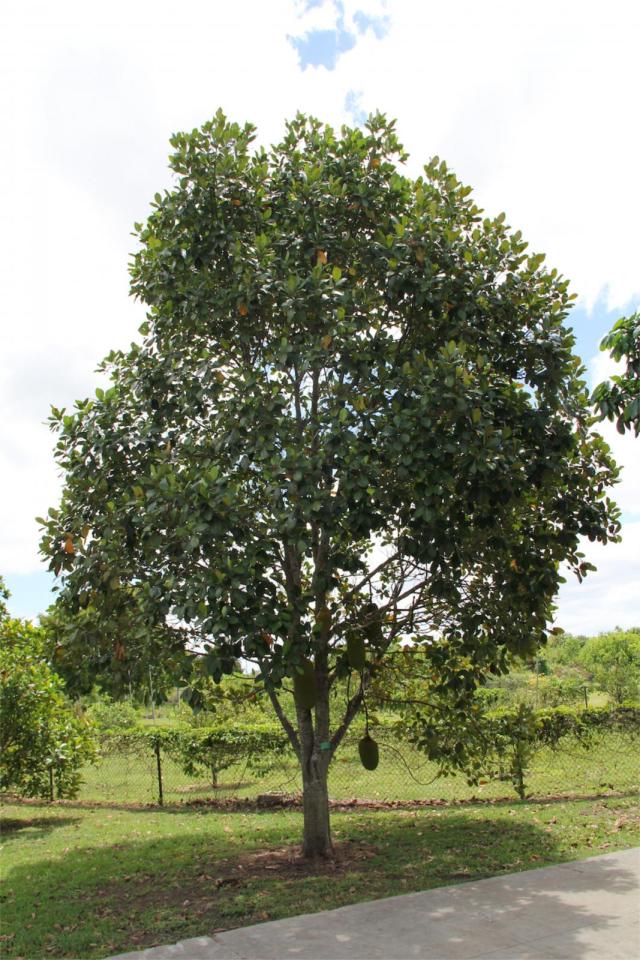 Jackfruit (Artocarpus heterophyllus) habit