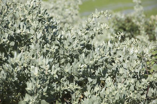 Saltbush leaves (Baie de St Brieuc, France)