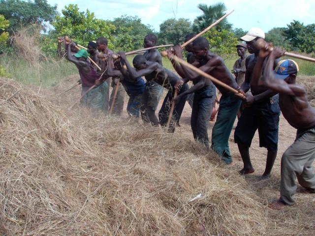 Fonio traditional threshing with rods