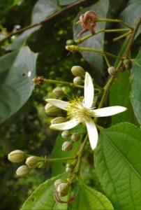 Biul (Grewia optiva) flower, Morni Hills, India