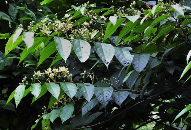 Biul (Grewia optiva) leaves and flowers, Morni Hills, India