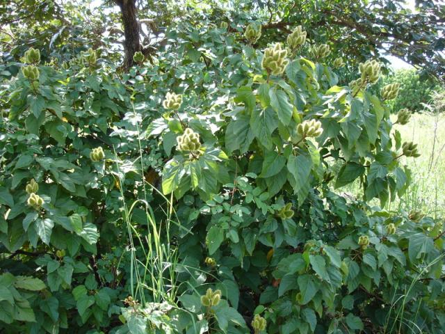 Annatto (Bixa orellana) habit with immature fruits (white variety)