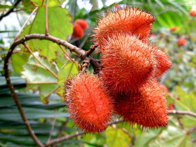 Annatto (Bixa orellana) bunch of fruits, maturing