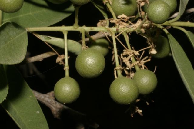 Boscia (Boscia angustifolia) immature fruits, Mali