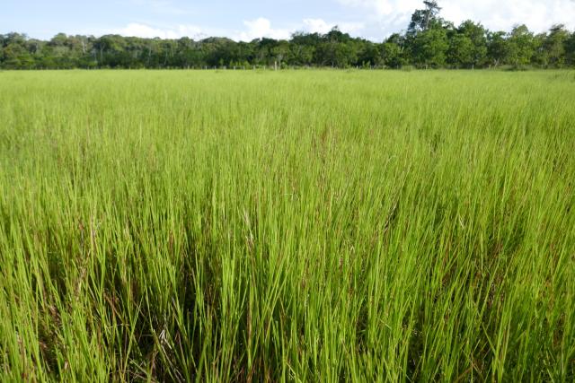 Brachiaria humidicola pasture