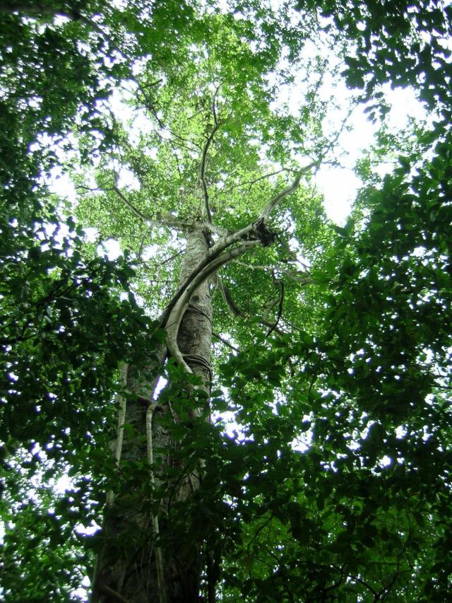 Breadnut tree (Brosimum alicastrum), habit, Belize