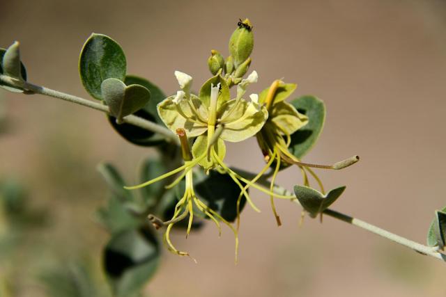 Cadaba (Cadaba farinosa) flower
