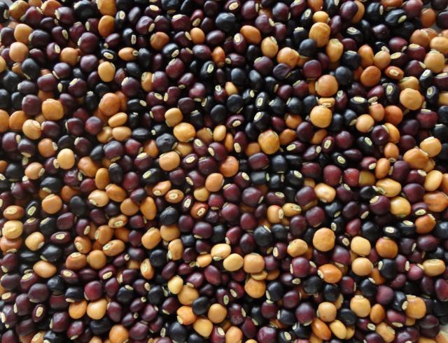 Pigeon pea (Cajanus cajan) seeds