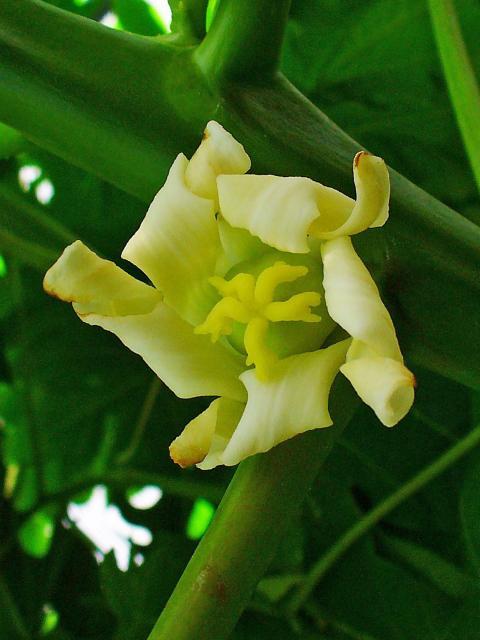 Female flower of Carica Papaya, botanical garden, Germany