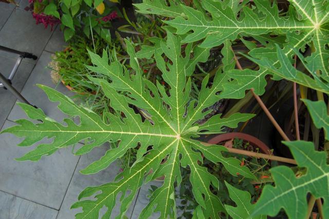 Leaf of Carica papaya, Chanticleer Garden, USA