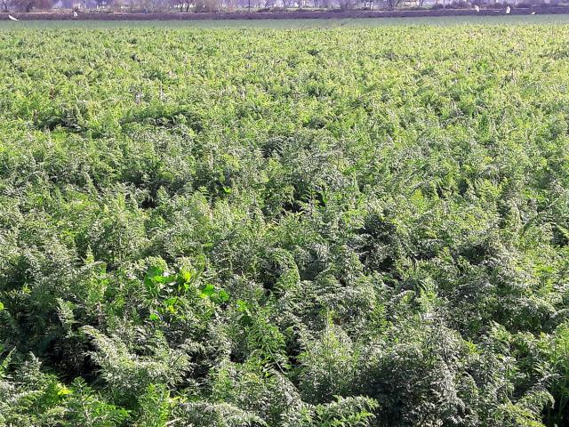 Carrot field