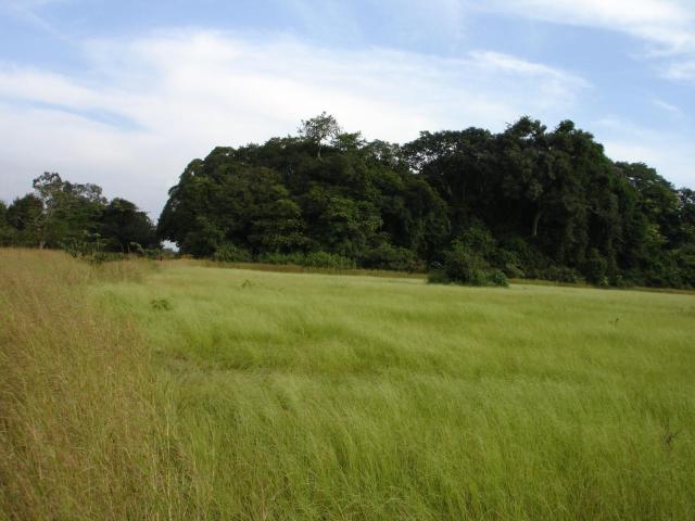 Fonio (Digitaria exilis) in Guinea