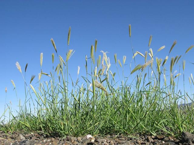 Blackseed grass (Chloris virgata) habit