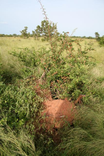 Combretum aculeatum on a termite mound in Burkina Faso