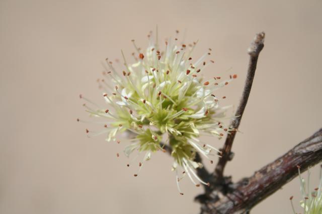 Combretum aculeatum inflorescence