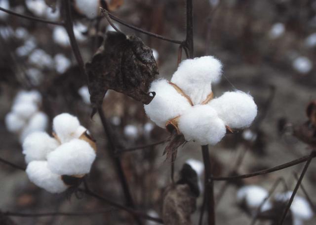 Cotton plant ready for harvest, Texas, 1996