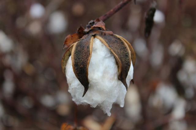 Cotton boll nearly ready for harvest, South Carolina