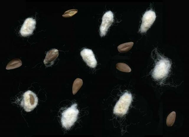 Cotton seeds, with and without linters