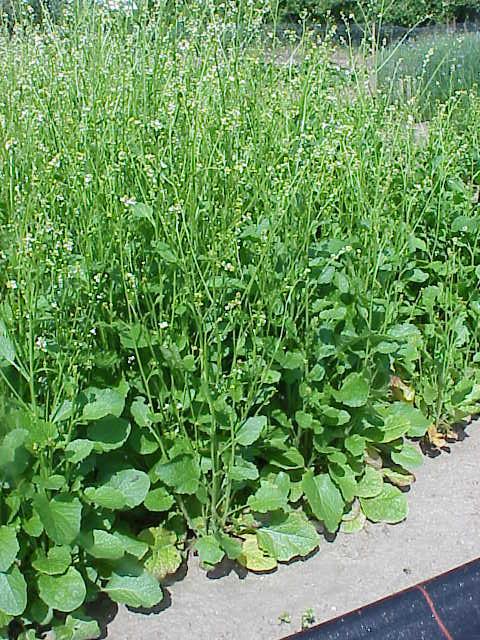 Crambe (Crambe abyssinica), habit