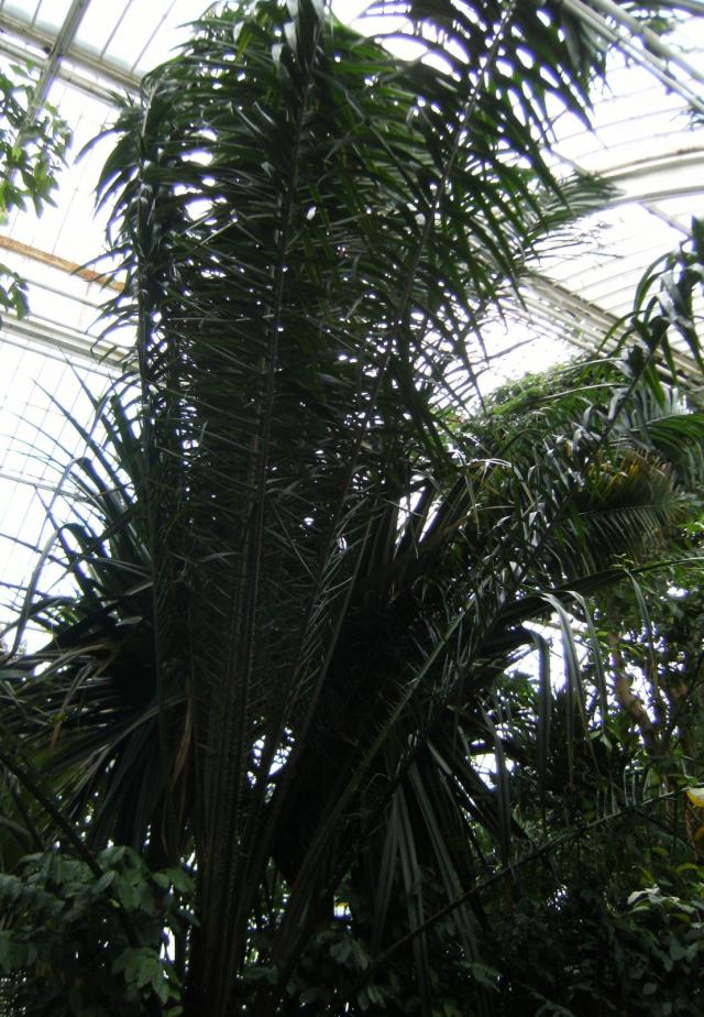 African palm oil (Elaeis guineensis), Kew Gardens, London