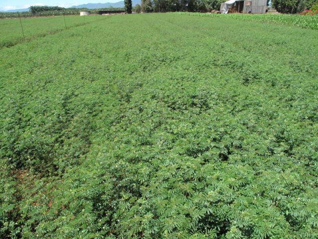 Desmanthus virgatus cultivated for hay, Queensland, Australia