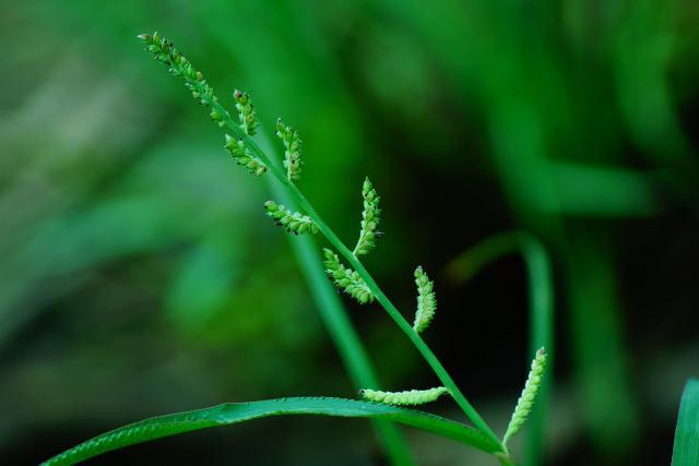 Jungle rice