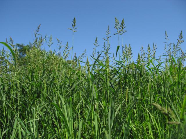 Cockspur grass (Echinochloa crus-galli), habit