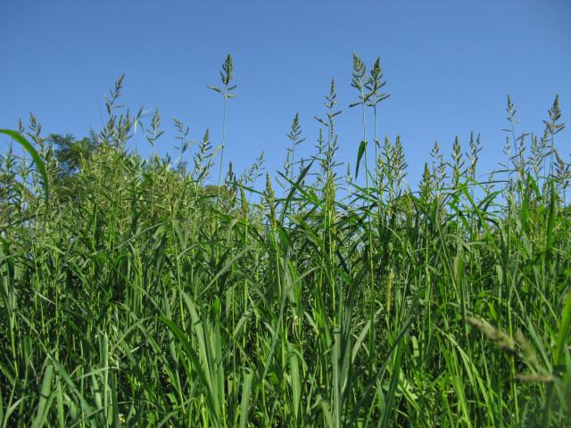 Cockspur grass (Echinochloa crus-galli), habit