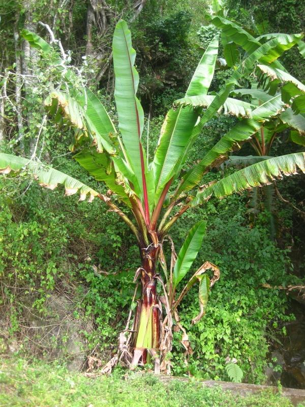 Enset (Ensete ventricosum) plant habit, Mozambique