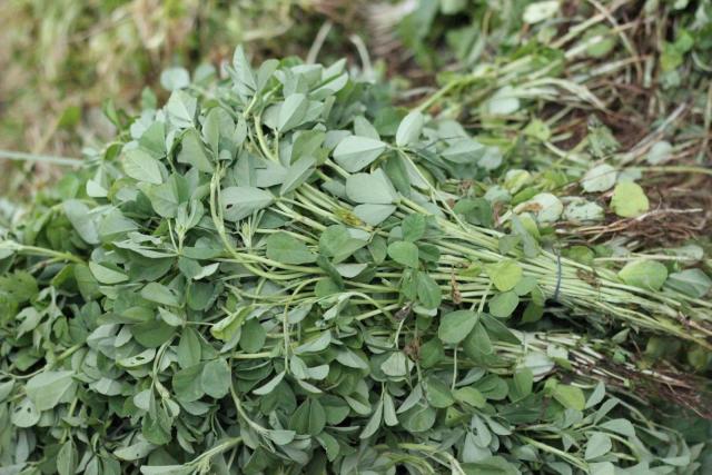 Fenugreek (Trigonella foenum-graecum), green leaves