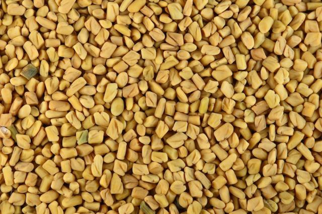 Fenugreek (Trigonella foenum-graecum), seeds