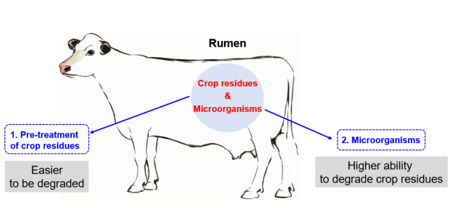 Proposed strategies to improve the feed efficiency of crop residues