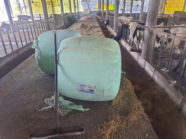 Feeding of paddy straw silage to dairy animals, India